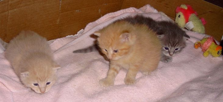 Kittens born 6/1/08
