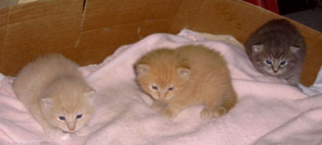 Kittens born 6/1/08
