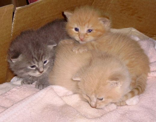 Kittens born 6/1/08