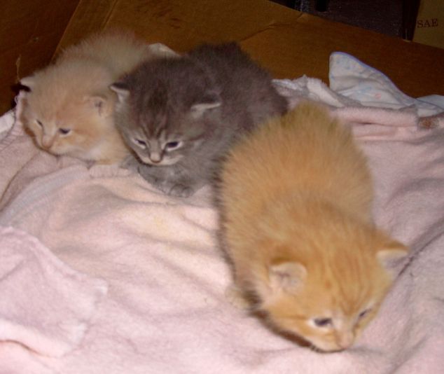 Kittens born 6/1/08