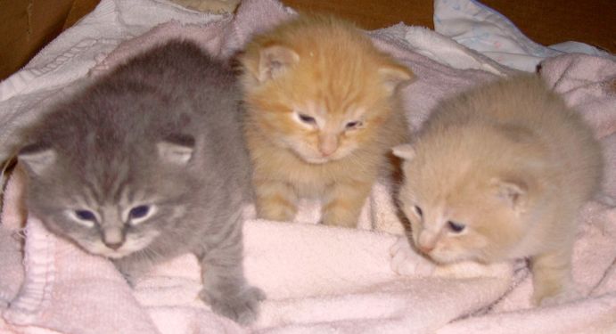 Kittens born 6/1/08