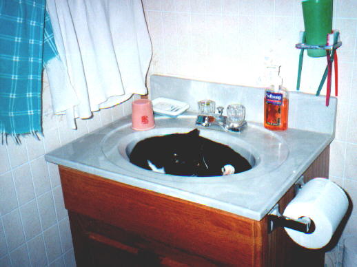 I'm a cat.  I own this house and the Internet!