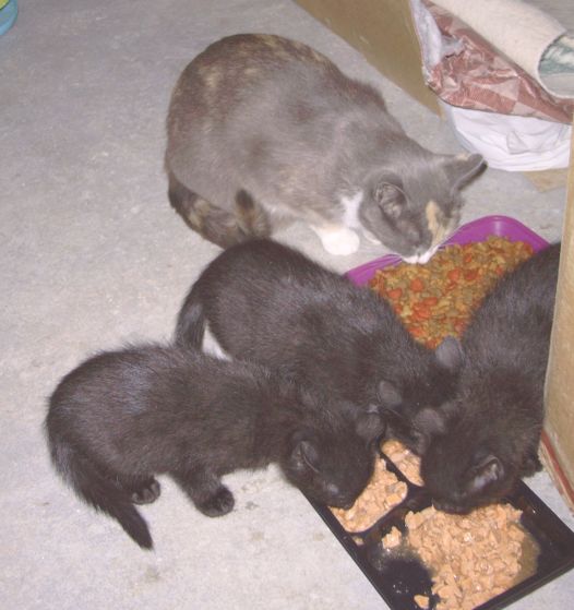 Kittens born 10/11/08