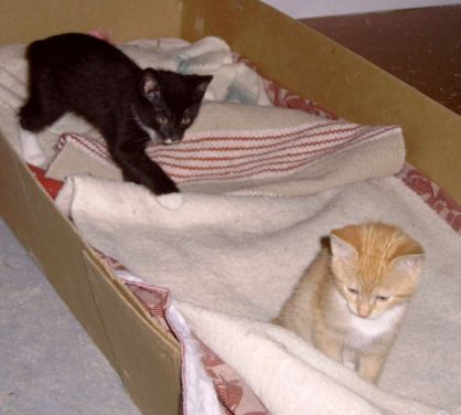 Kittens born 10/11/08